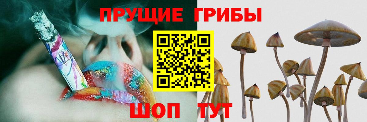 Псилоцибиновые грибы Psilocybine cubensis Владимир